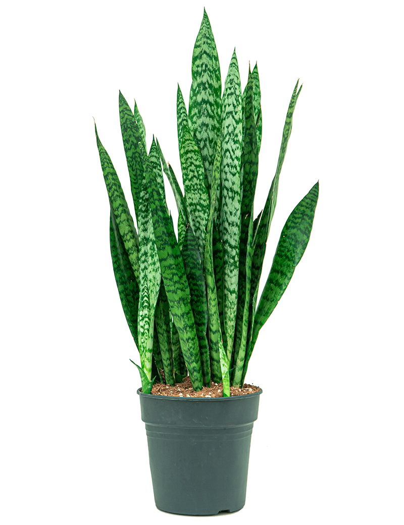 Verzorgingstips Sansevieria